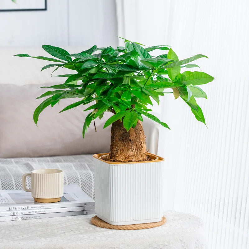 https://ae-pic-a1.aliexpress-media.com/kf/S37a14b197f96413c8907fb08f08fe60aR.jpg
